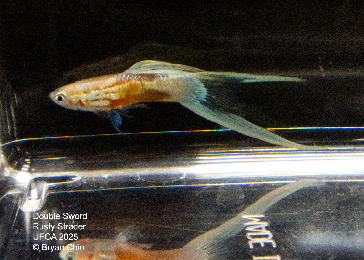 Guppy Double Swordtail